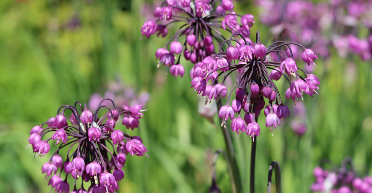 nodding onion