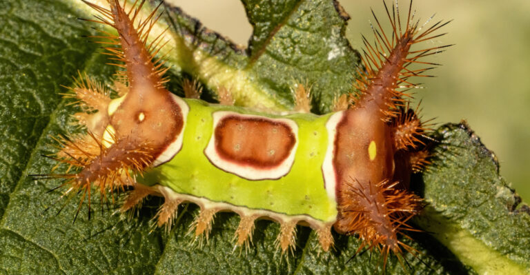 Saddleback Caterpillar (featured image)
