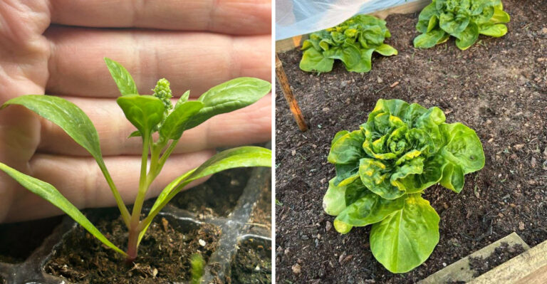 The Last Week Ohio Gardeners Can Start Fall Lettuce and Spinach From Seed