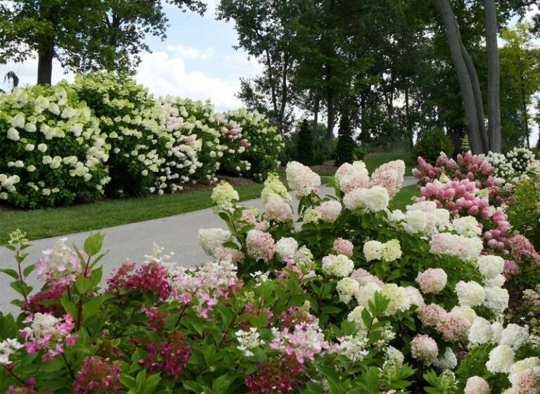 What North Carolina Gardeners Do Differently To Get Panicle Hydrangeas That Stop People In The Street