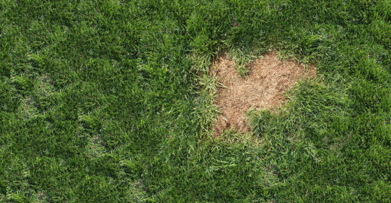 Sudden Brown Patches In Your Missouri Lawn Signal A Bigger Problem