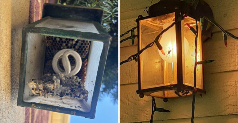 These Porch Light Habits Are Drawing More Wasps To Wisconsin Homes