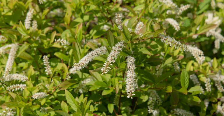 plant (featured image)