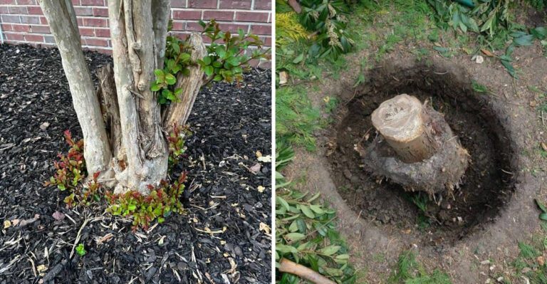 What Crepe Myrtle Roots Actually Do To A Pennsylvania Yard Over Time