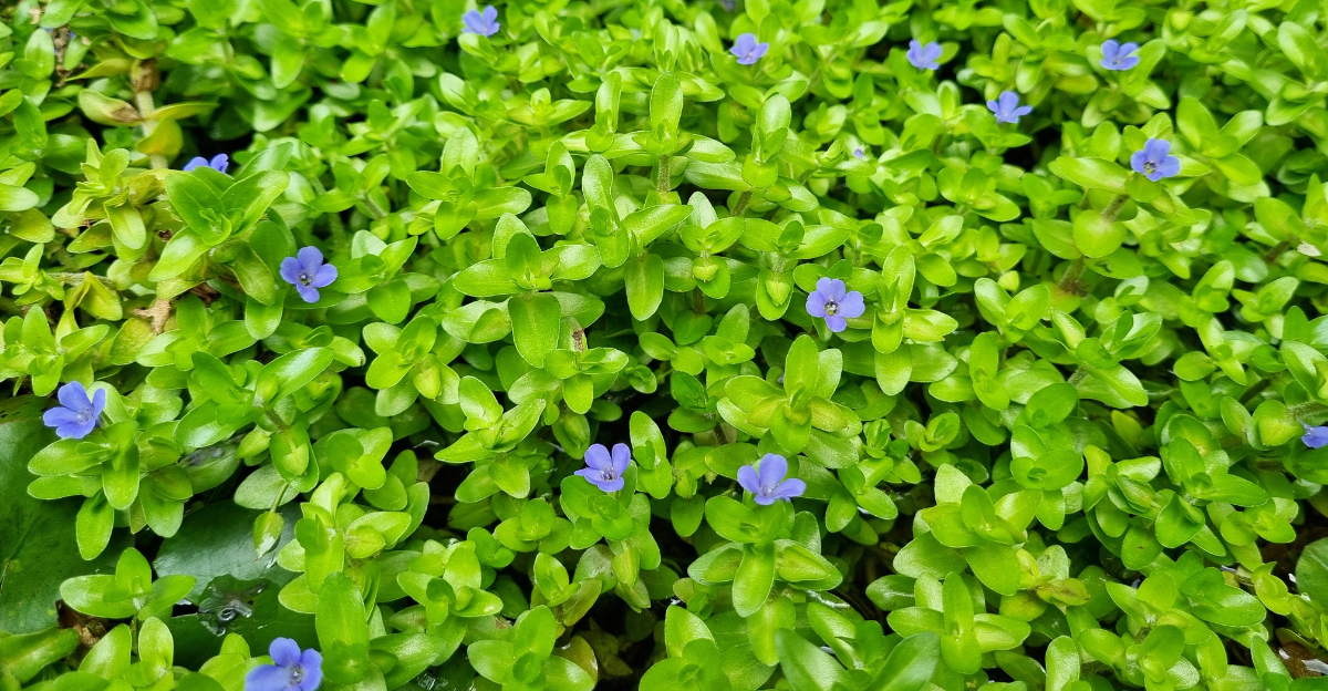 lemon bacopa