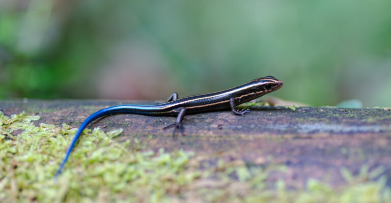 This Blue-Tailed Lizard Is Showing Up More In Arkansas Gardens This Summer