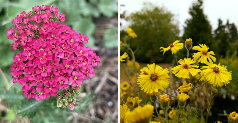 These Oregon Native Plants Still Look Good When August Gardens Start Fading