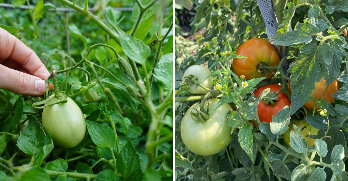 tomato plants