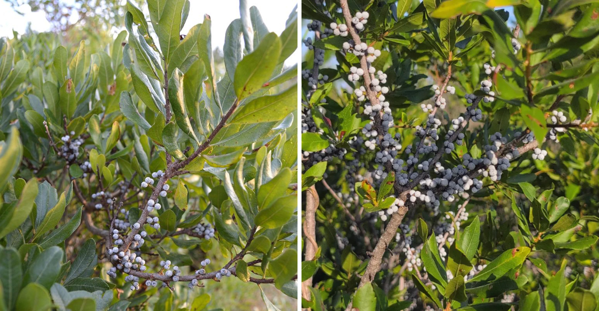northern bayberry