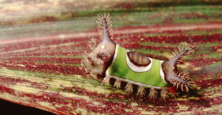 Virginia Gardeners Should Avoid Touching This Bright Green Caterpillar