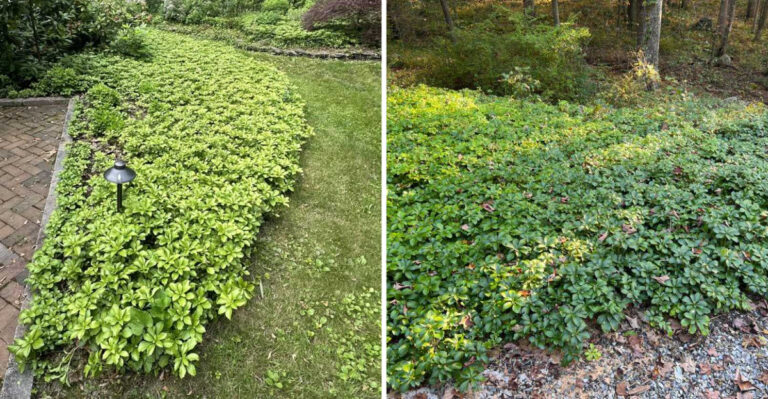 Skip Imported Pachysandra Under North Carolina Shrubs And Plant This Native Evergreen Instead