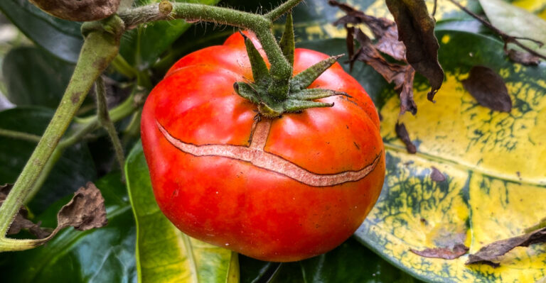 This Is The Pennsylvania Tomato Harvest Habit That Prevents Splitting After Heavy Storms