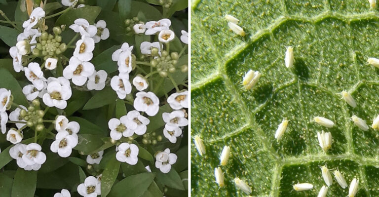 The Florida Porch Plant That Keeps Whiteflies From Using It As An Entry Point