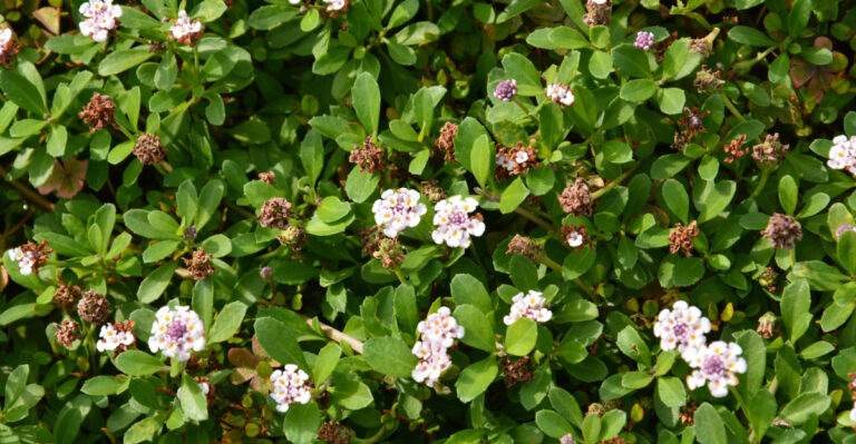 California Groundcovers That Replace Lawn And Barely Need Water In Peak Heat