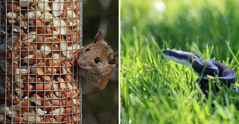rat on bird feeder and snake