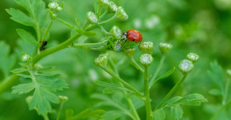 beneficial insect