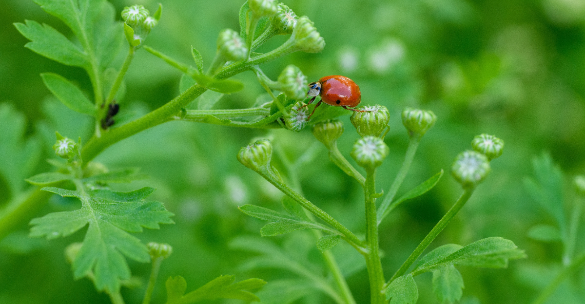beneficial insect