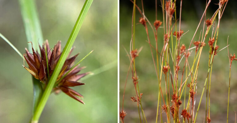Maryland Is One Of Only Three States Where This Rare Plant Grows