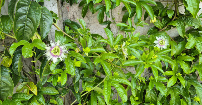 Why California Passionfruit Vines Drop Flowers During Hot Dry Wind