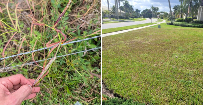pasture mealybugs lawn