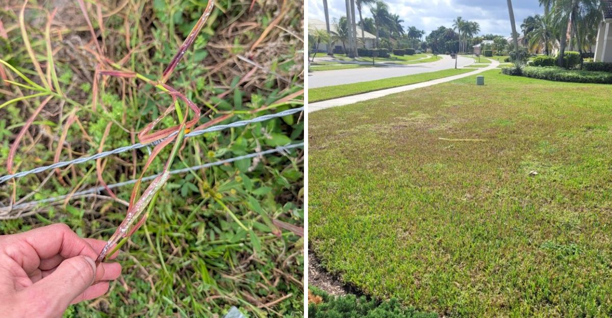 pasture mealybugs lawn