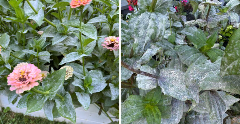 How To Stop Powdery Mildew From Taking Over Your Georgia Zinnias After A Humid Rainy Weekend