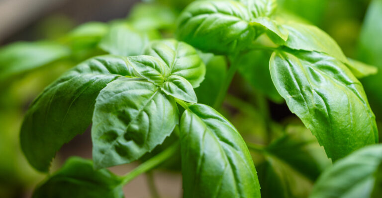 What Michigan Gardeners Should Check When Basil Leaves Look Shredded Overnight
