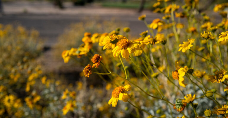 Desert Marigold (featured image)