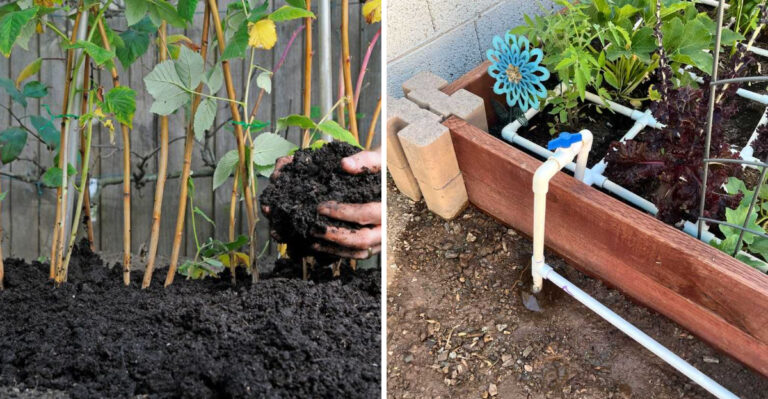 How To Refresh Arizona Garden Beds Before The Fall Planting Window