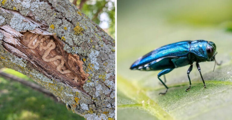The Simple Mistake That Could Introduce A Harmful Pest To Vermont’s Backyard Trees