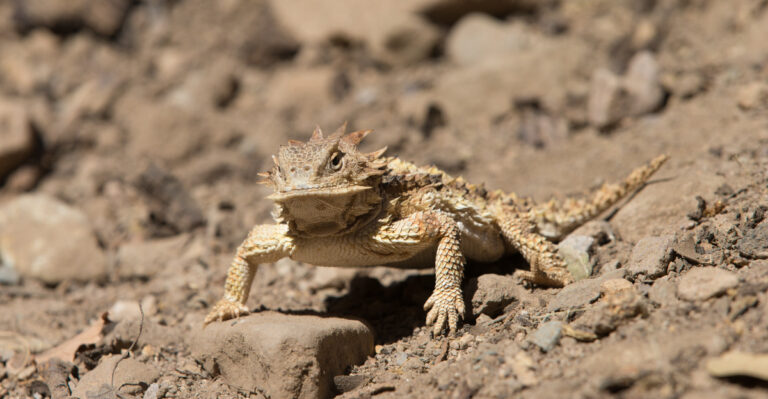 Lizard (featured image)