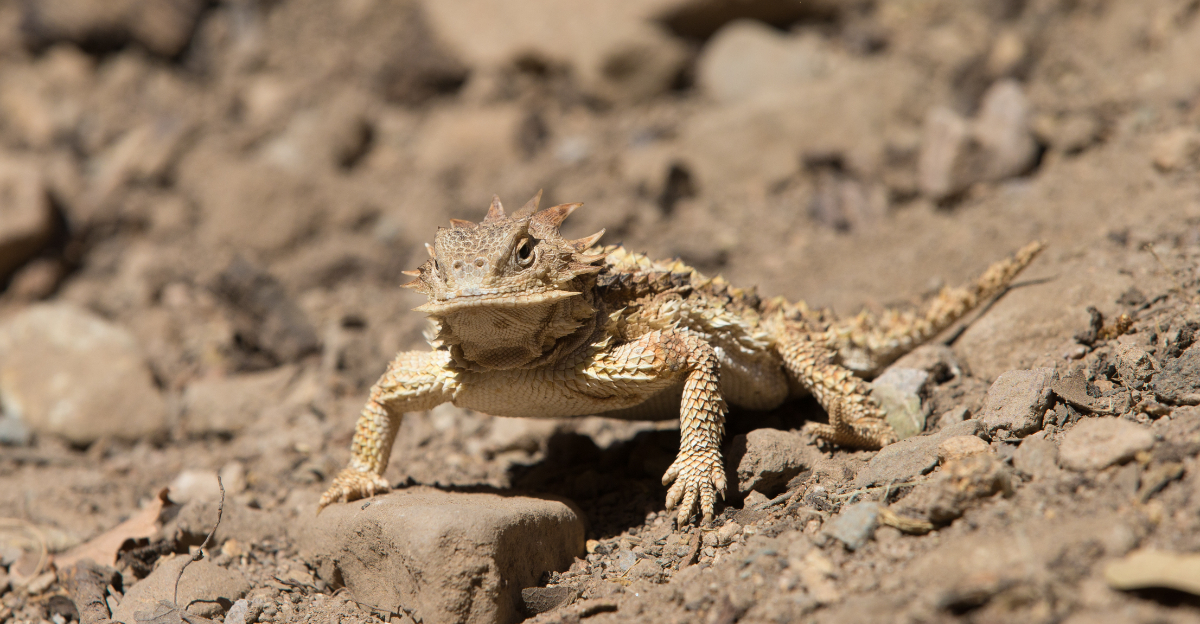 Lizard (featured image)