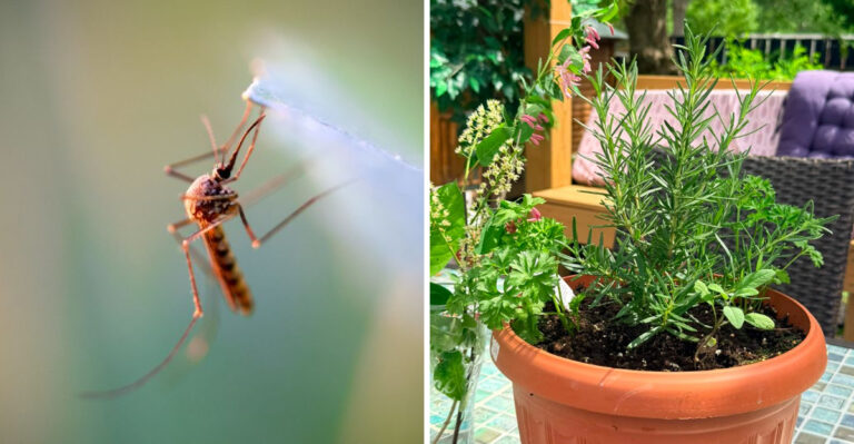 mosquito and thyme