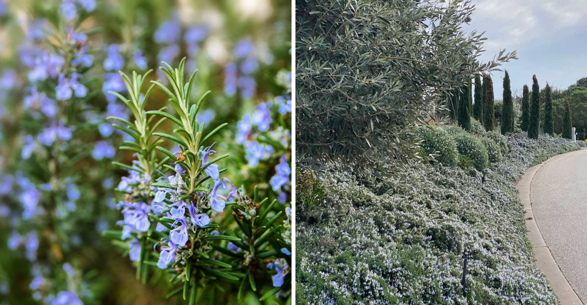 Prostrate Rosemary