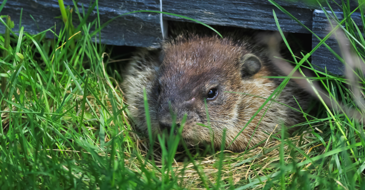 groundhog is hiding in green grass under the house