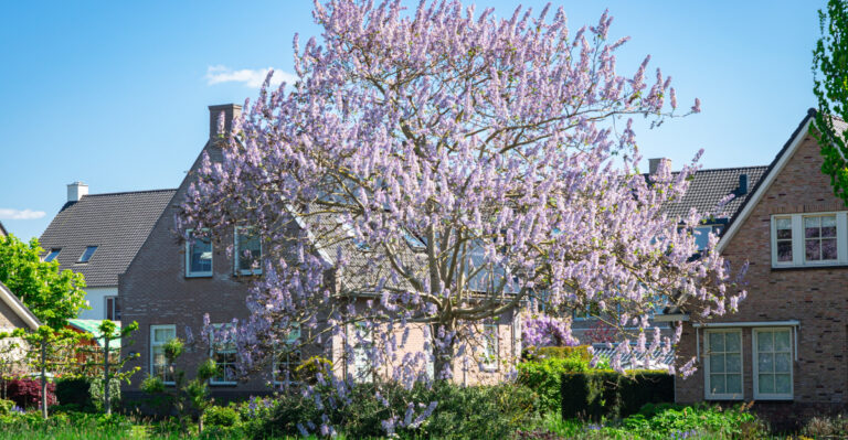 Paulownia tomentosa