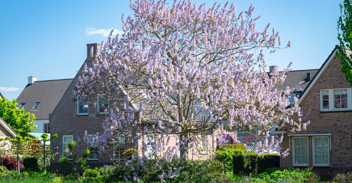 Paulownia tomentosa