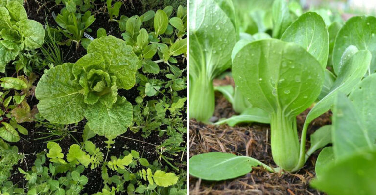 Fall Vegetables To Start From Seed Now For An Arizona Autumn Harvest