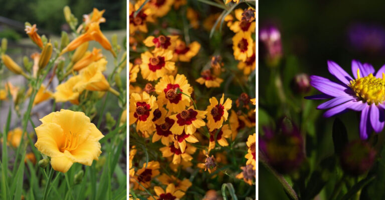 13 August-Planted Perennials For A Vibrant Fall Garden In Wisconsin