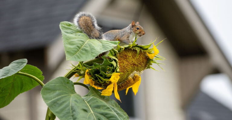 The September Garden Habit That Makes Squirrels Much More Interested In Your Yard