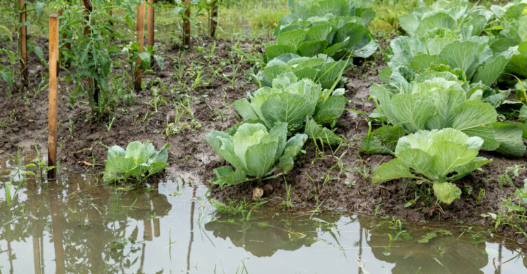 What Standing Water In Your North Carolina Garden Beds Really Means For Your Soil Health