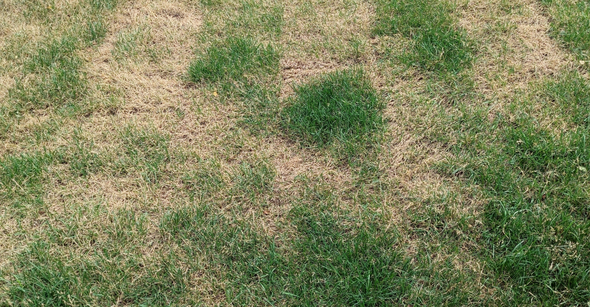 stressed lawn