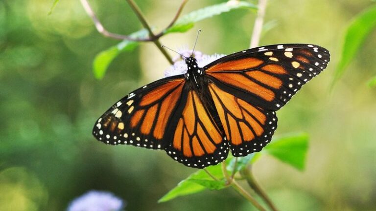 What It Really Means When Fall Monarchs Keep Drifting Past Your North Carolina Yard Without Stopping