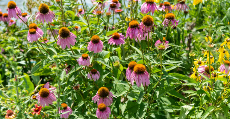 The One Thing Michigan Gardeners Should Do To Coneflowers Right After They Finish Blooming Or Next Year Is Weaker