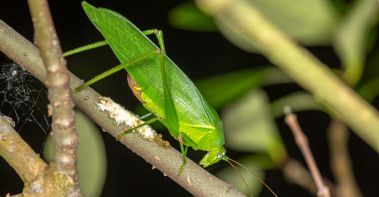 katydid