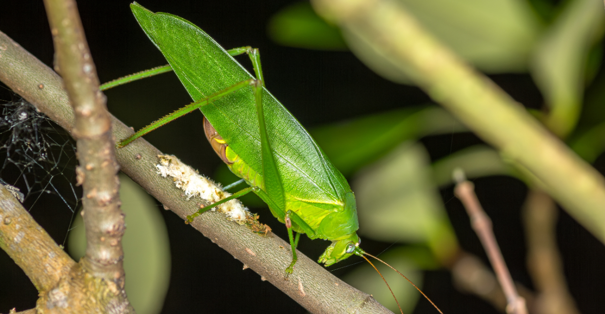 katydid