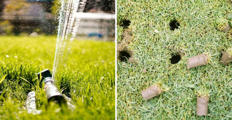 8 Ways To Repair Chinch Bug And Sod Webworm Damage In Louisiana Lawns
