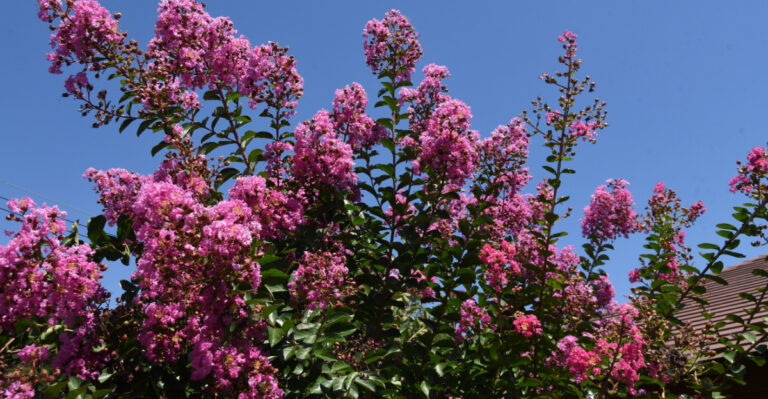 Crape Myrtles (featured image)