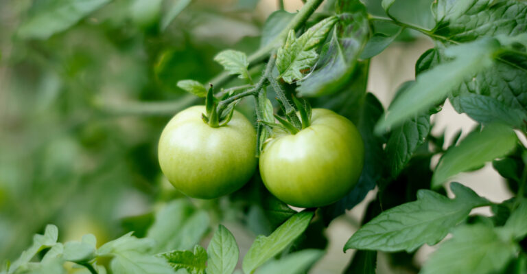 tomatoes