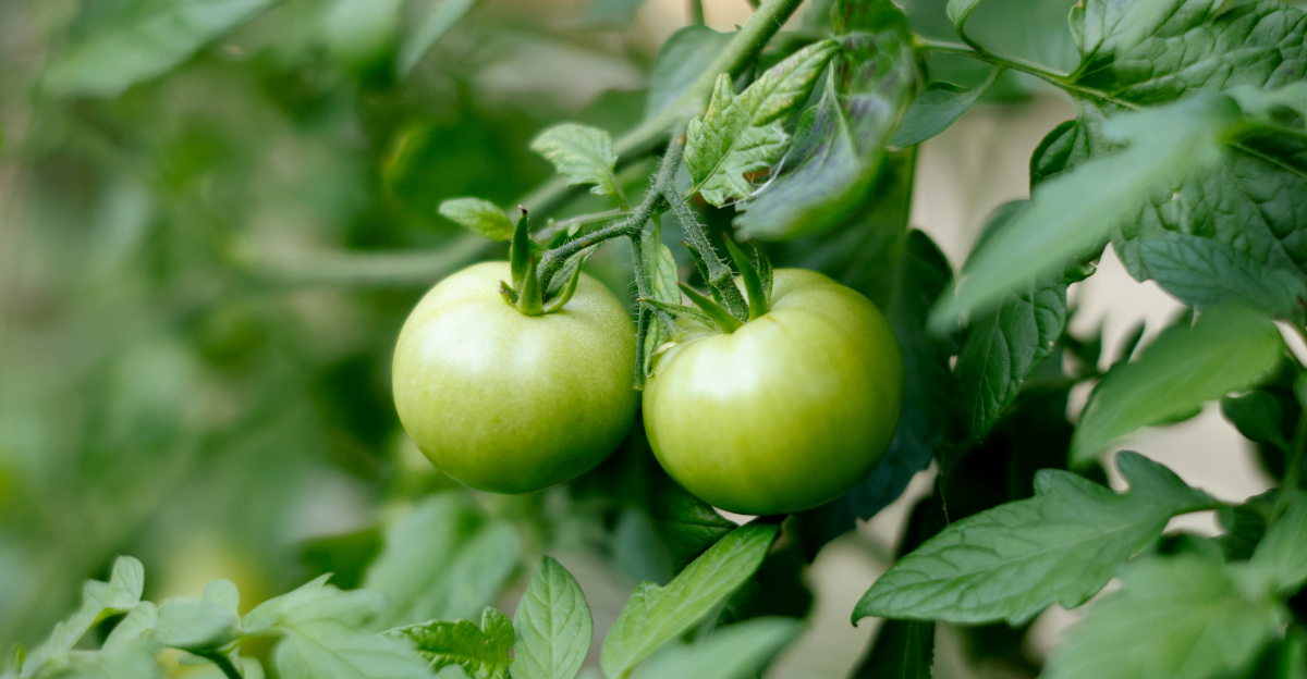 tomatoes